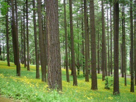 word for the trees word for the trees